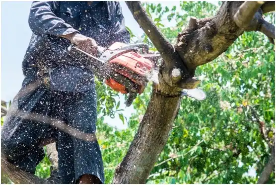 tree services Sunday Lake